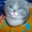 Котята Хайленд-фолд - Изображение #6, Объявление #502428