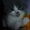 Котята Хайленд-фолд - Изображение #7, Объявление #502428