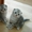Котенок. Шотландские вислоухие и британские котята - Изображение #5, Объявление #603007