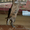 щенки Чихуахуа мини и стандарт редкого окраса  - Изображение #7, Объявление #565003
