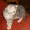 Котенок. Шотландские вислоухие и британские котята - Изображение #3, Объявление #603007