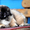 Продаются подрощенные щенки пекинеса. З мальчика и 1 девочка ,возраст 4 месяца, - Изображение #4, Объявление #622646