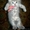 шотландский котенок страйт-вискас с одосл - Изображение #1, Объявление #661140