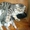 шотландский котенок страйт-вискас с одосл - Изображение #4, Объявление #661140
