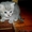 шотландский котенок страйт-вискас с одосл #661140