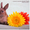 карликовые кролики породы рекс и сатин-рекс - Изображение #2, Объявление #650916