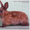 карликовые кролики породы рекс и сатин-рекс #650916