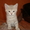 британские котята скоттиш страйт - Изображение #2, Объявление #696574