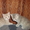 британские котята скоттиш страйт - Изображение #1, Объявление #696574