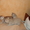 британские котята скоттиш страйт - Изображение #6, Объявление #696574