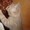 британские котята скоттиш страйт - Изображение #8, Объявление #696574