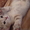 британские котята скоттиш страйт - Изображение #5, Объявление #696574
