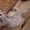британские котята скоттиш страйт - Изображение #3, Объявление #696574