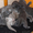 Котята скоттиш-фолд и скоттиш-страйт - Изображение #2, Объявление #686530