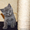 Котята скоттиш-фолд и скоттиш-страйт - Изображение #5, Объявление #686530