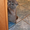 Котята скоттиш-фолд и скоттиш-страйт - Изображение #6, Объявление #686530