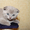 Котята скоттиш-фолд и скоттиш-страйт - Изображение #3, Объявление #686530