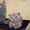 Котята скоттиш-фолд и скоттиш-страйт - Изображение #1, Объявление #686530