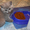 Котята скоттиш-фолд и скоттиш-страйт - Изображение #8, Объявление #686530