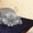 Котята скоттиш-фолд и скоттиш-страйт - Изображение #9, Объявление #686530
