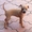 Изабелловые щенки левретки - Изображение #1, Объявление #720656