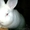 кролики новозеландские белые от 2х мес