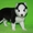 Хаски щенки белые серые черно-белые - Изображение #2, Объявление #734603
