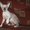 Котёнок-корниш рекс-кудрявое чудо - Изображение #1, Объявление #739845