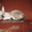 Котёнок-корниш рекс-кудрявое чудо - Изображение #2, Объявление #739845