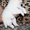 Хаски щенки белые серые черно-белые - Изображение #5, Объявление #734603