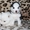 Хаски щенки белые серые черно-белые - Изображение #7, Объявление #734603