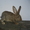 Кролики породы Ризен - Изображение #3, Объявление #953996