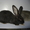 Кролики породы Ризен #953996