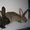 Кролики породы Ризен - Изображение #2, Объявление #953996