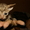 Чудесные котятки породы корниш-рекс - Изображение #3, Объявление #981366
