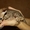 Чудесные котятки породы корниш-рекс - Изображение #1, Объявление #981366