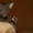 Чудесные котятки породы корниш-рекс - Изображение #2, Объявление #981366