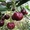 Саженцы плодовых и ягодных деревьев:яблоня,груша,черешня,вишня - Изображение #4, Объявление #1061076