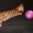 мини леопарды, бенгальские котята - Изображение #2, Объявление #1050928