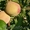 Саженцы плодовых и ягодных деревьев:яблоня,груша,черешня,вишня - Изображение #3, Объявление #1061076