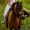 Абонемент на фотосъёмку с лошадьми и пони - Изображение #4, Объявление #1346040