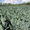Выращиваю и заключаю договор на поставку капусты цветной и капусты брокколи для  - Изображение #2, Объявление #1528812