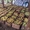 Продаю яблоки зимних сортов в  г Нижний Новгород пос Новинки - Изображение #2, Объявление #1528805