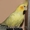 Куплю попугая Корелла желтого #343