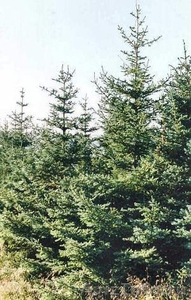 Новогодние елки (сосны) живые (крупным и мелким оптом) - Изображение #5, Объявление #109249