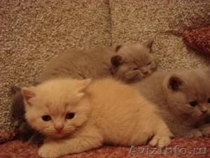 Очаровательные котятки - Изображение #1, Объявление #154641
