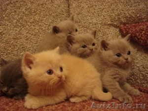 Очаровательные котятки - Изображение #2, Объявление #154641