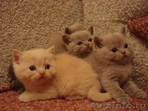 Очаровательные котятки - Изображение #5, Объявление #154641
