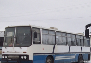 продаю автобус Икарус-256 - Изображение #1, Объявление #166778