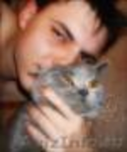 Красавец кот Адик породы скоттиш страйт приглпшает кошечек фолд и страйт на вязк - Изображение #3, Объявление #170597